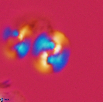 Reticulofenestra hesslandii 1444