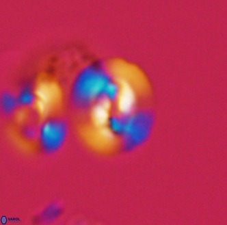 Reticulofenestra hesslandii 1446