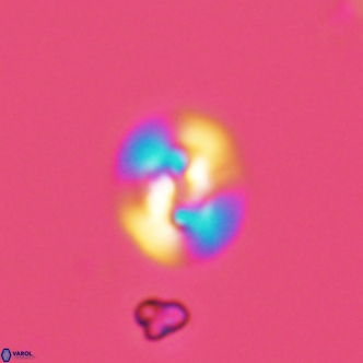 Reticulofenestra hesslandii 1483