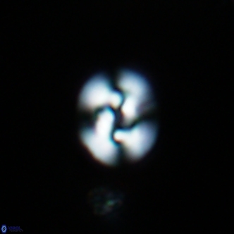 Reticulofenestra hesslandii 1482