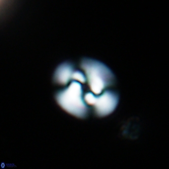 Reticulofenestra hesslandii 1485