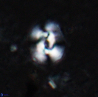 Reticulofenestra hesslandii 19503