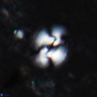 Reticulofenestra hesslandii 19505