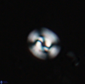 Reticulofenestra hesslandii 26423