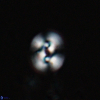 Reticulofenestra hesslandii 26426