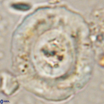 Reticulofenestra hillae VR 024380
