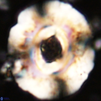 Reticulofenestra hillae VR 24284