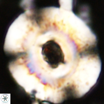 Reticulofenestra hillae VR 24290