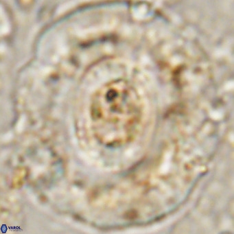 Reticulofenestra hillae VR 24297
