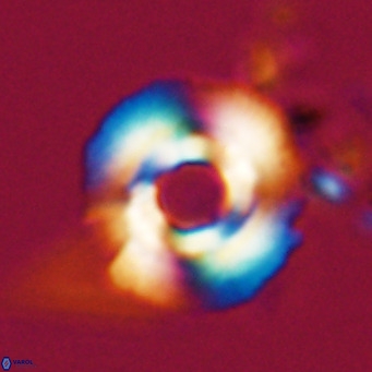 Reticulofenestra laevis VR 026329
