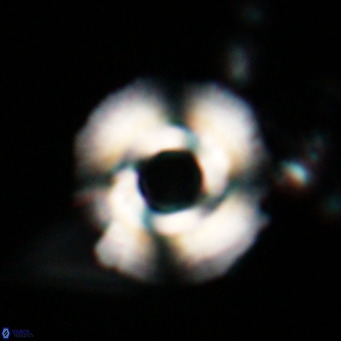 Reticulofenestra laevis VR 026330