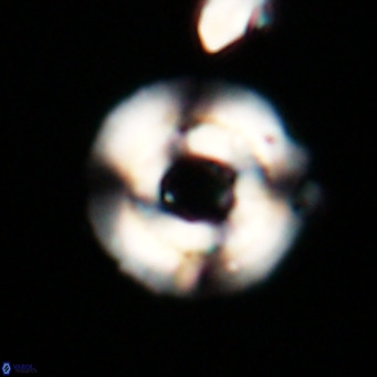 Reticulofenestra laevis VR 026333