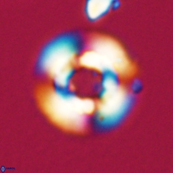 Reticulofenestra laevis VR 026335