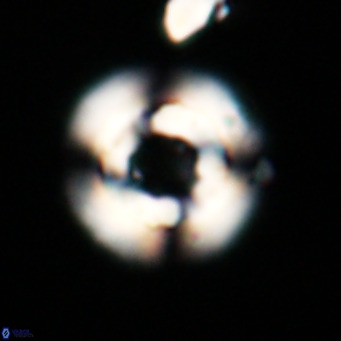 Reticulofenestra laevis VR 026336