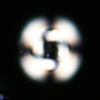 Reticulofenestra laevis VR 026339