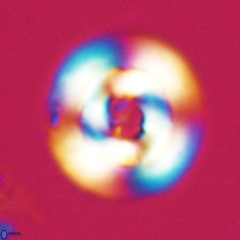 Reticulofenestra laevis VR 026340