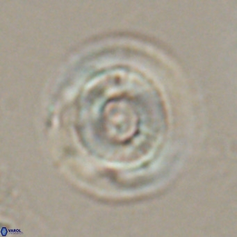 Reticulofenestra laevis VR 026341