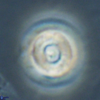 Reticulofenestra laevis VR 026342