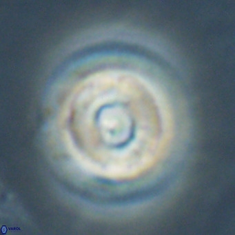 Reticulofenestra laevis VR 026343