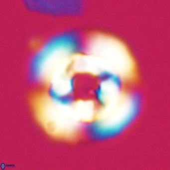 Reticulofenestra laevis VR 026344