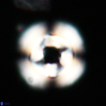 Reticulofenestra laevis VR 026345