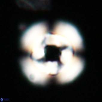 Reticulofenestra laevis VR 026346