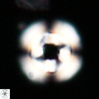 Reticulofenestra laevis VR 026346