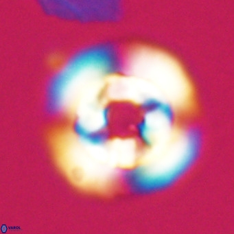 Reticulofenestra laevis VR 026347