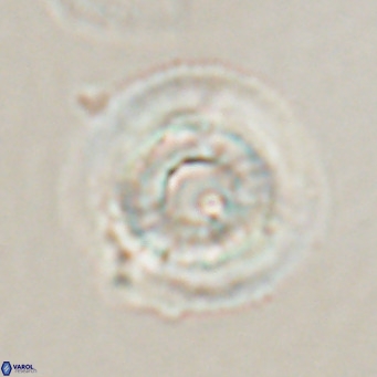Reticulofenestra laevis VR 026348