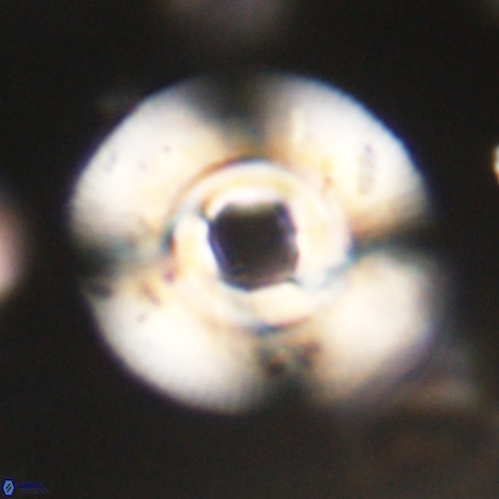 Reticulofenestra laevis VR 30307