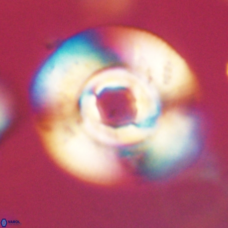Reticulofenestra laevis VR 30308