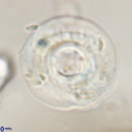 Reticulofenestra laevis VR 30309