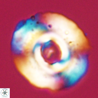 Reticulofenestra lata VR 33144