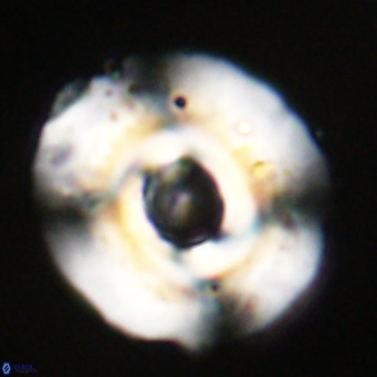 Reticulofenestra lata VR 33145