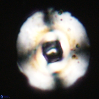 Reticulofenestra lata VR 33146