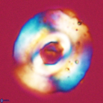Reticulofenestra lata VR 33149