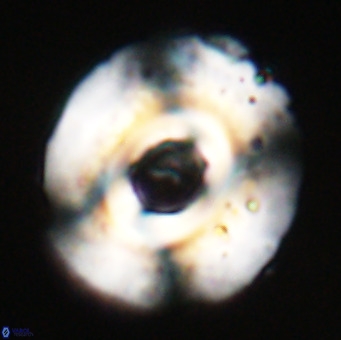 Reticulofenestra lata VR 33150