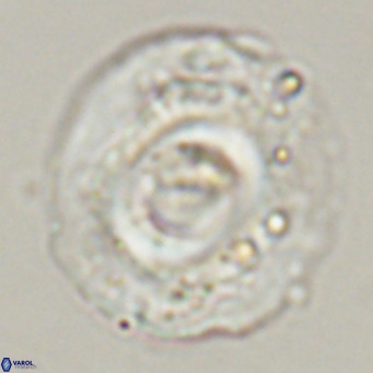 Reticulofenestra lata VR 33151