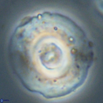 Reticulofenestra lata VR 33154