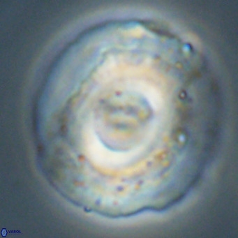 Reticulofenestra lata VR 33156