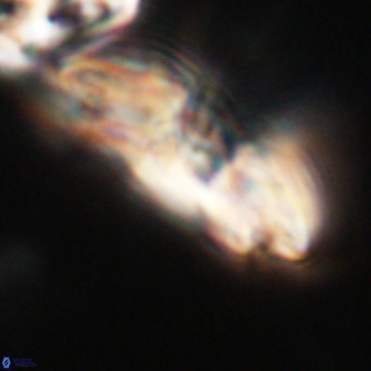Reticulofenestra lata VR 33159