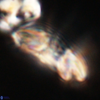 Reticulofenestra lata VR 33160