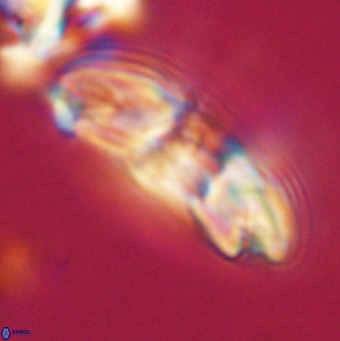 Reticulofenestra lata VR 33162