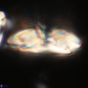 Reticulofenestra lata VR 33164