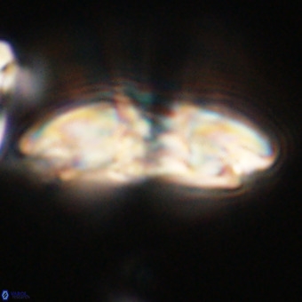 Reticulofenestra lata VR 33165