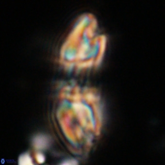 Reticulofenestra lata VR 33166