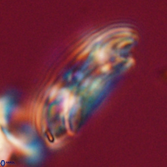 Reticulofenestra lata VR 33167