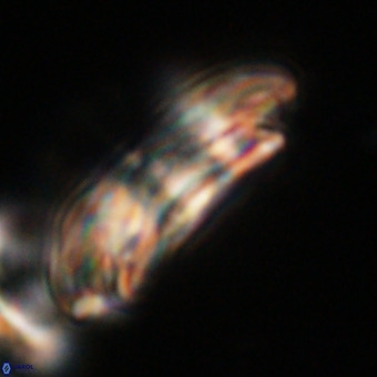 Reticulofenestra lata VR 33168