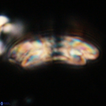 Reticulofenestra lata VR 33169