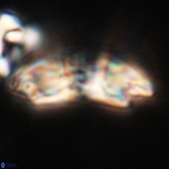 Reticulofenestra lata VR 33170